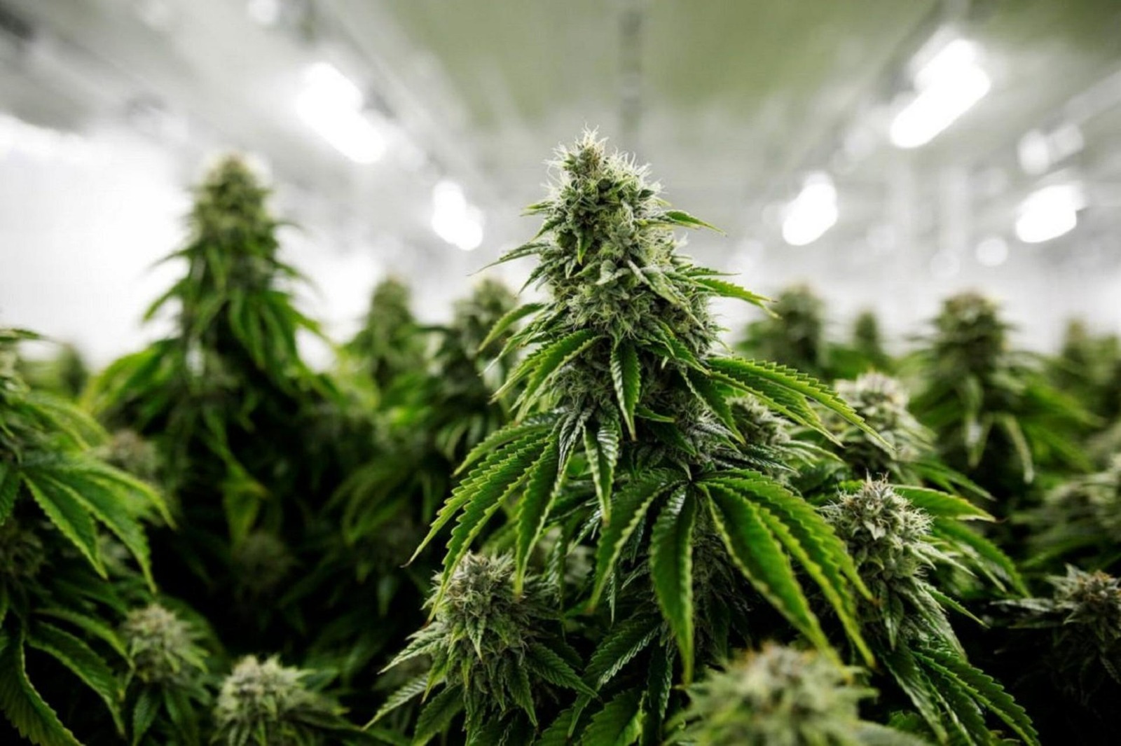 Panaxia obtains Maltese medical cannabis production license